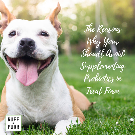 Why Probiotic Treats Are a Poor Choice for a Pet Probiotic
