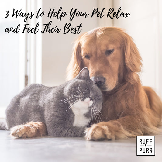 Easing Anxiety in Pets: A Holistic Approach for a Happier, Calmer Companion