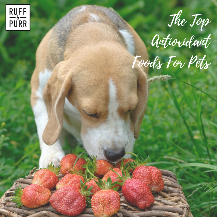 The Three Best Antioxidant-Rich Foods for Dogs