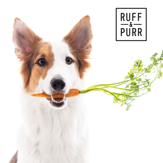 Photo of Aussie Shepard Mix Holding a Fresh Skinny Orange Carrot in His Mouth