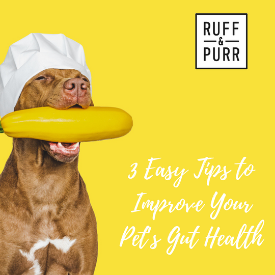3 Easy Tips to Improve Your Pet’s Gut Health 