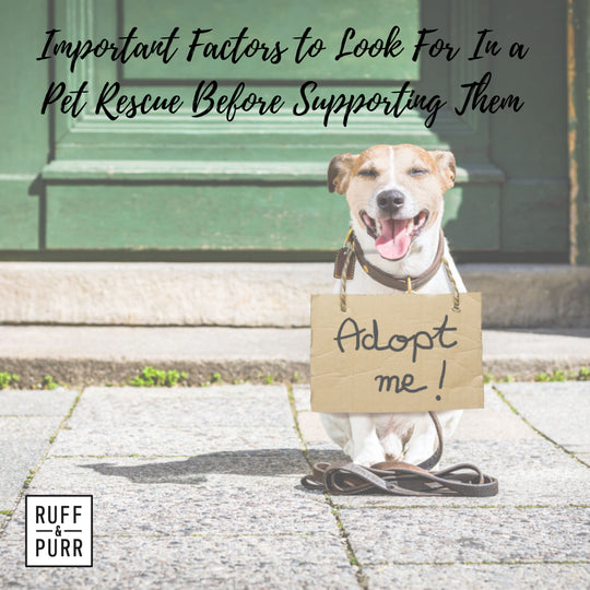 Important Considerations Before You Support a Pet Rescue