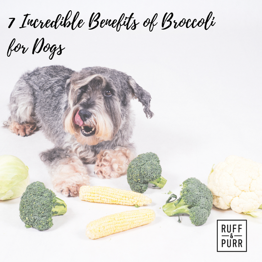 Why to Add Broccoli to your Pawed Pal’s Diet