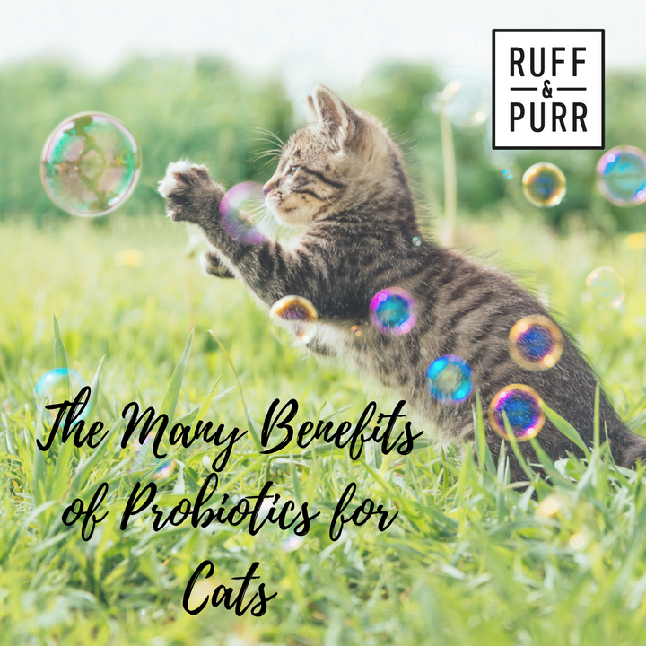 The Benefits of Probiotics for Cats