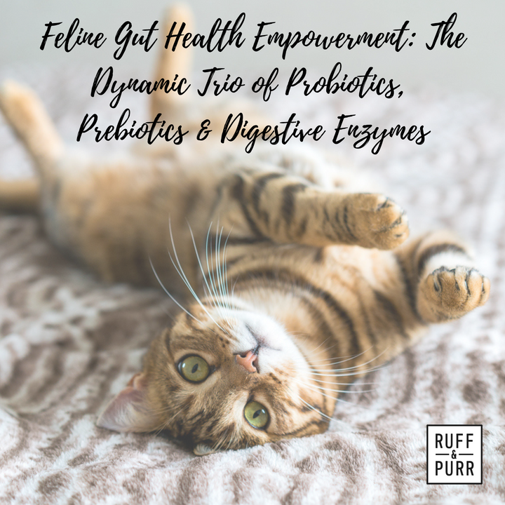 Enhancing Feline Gut Health: Probiotics, Prebiotics, and Digestive Enzymes