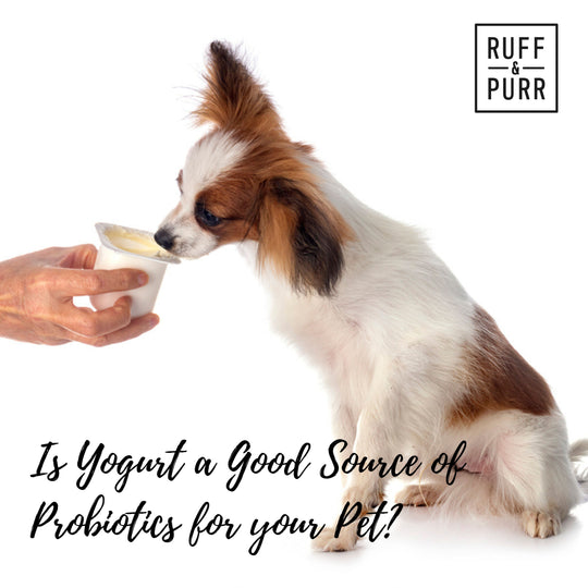 Evaluating Yogurt as a Probiotic Source for Your Pet