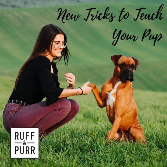 Stimulate Your Pet's Mind with this Fun Trust Buiding Game
