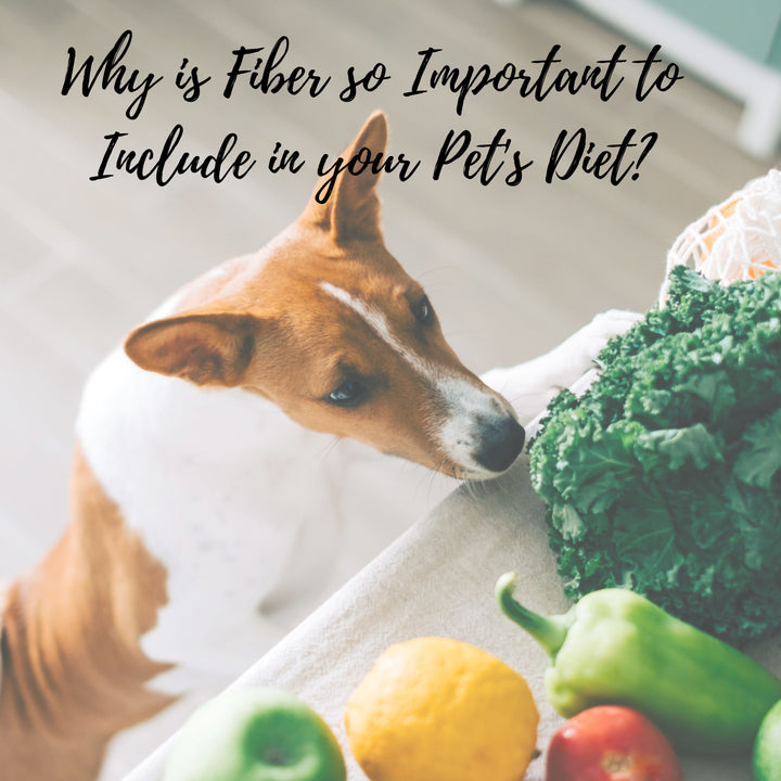 The Importance of Fiber in Your Pet's Diet: Promoting Health and Longevity