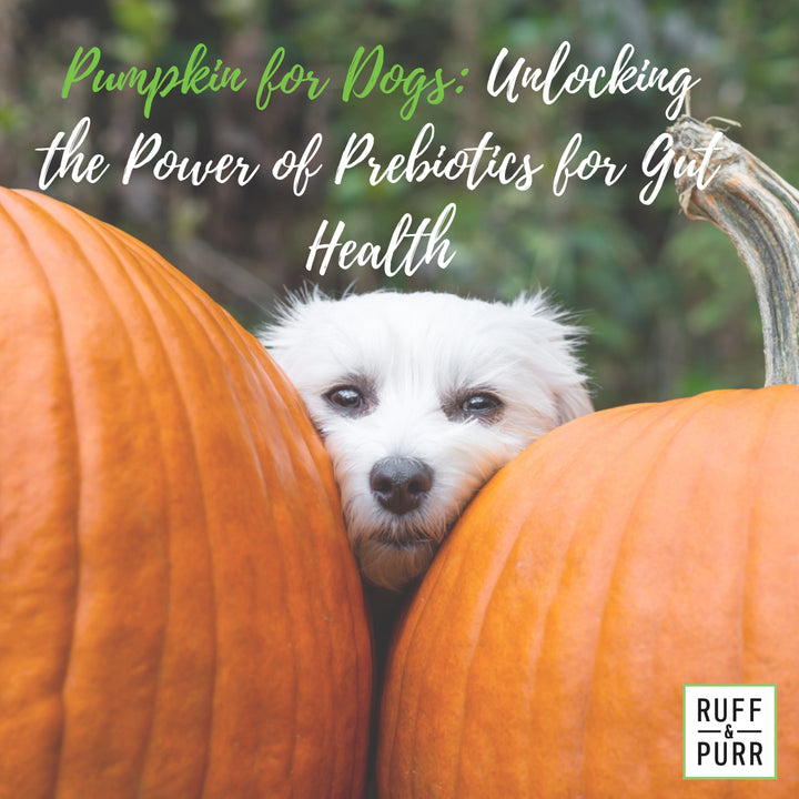 Pumpkin: The Prebiotic Superfood for Dogs