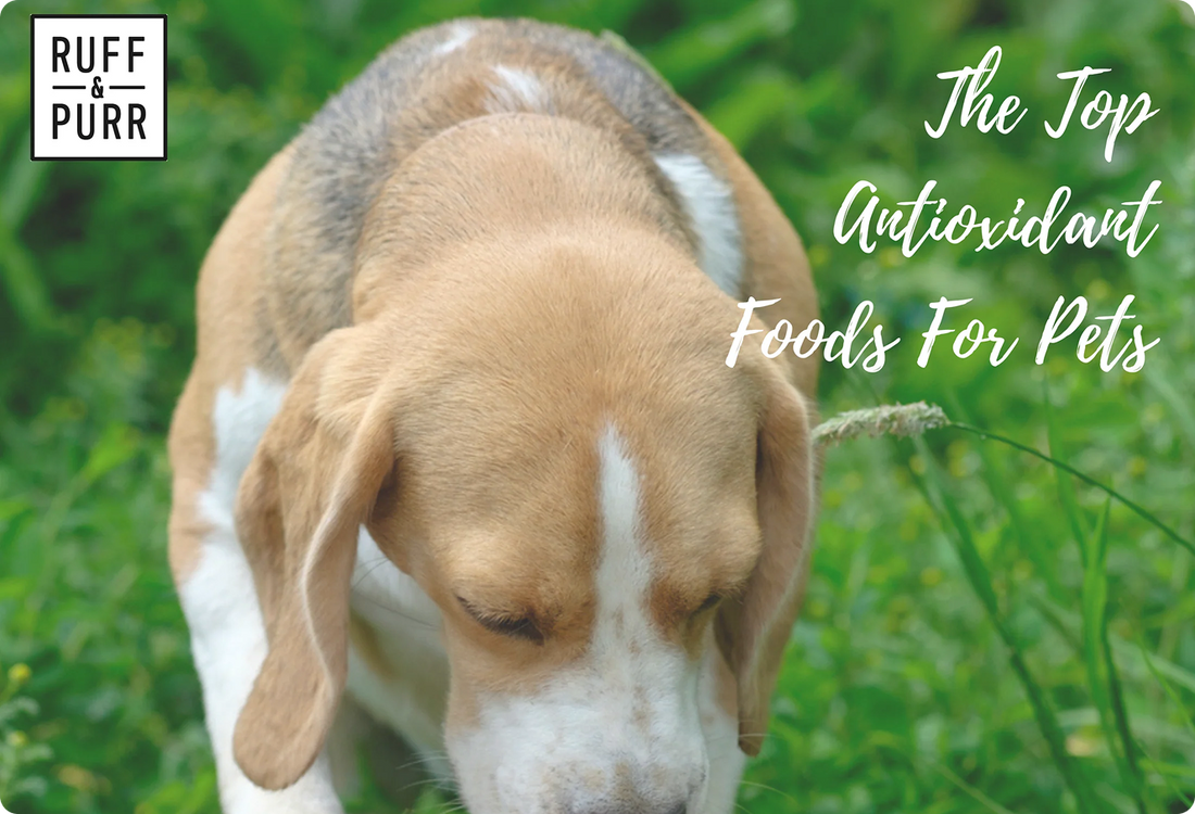 The Three Best Antioxidant-Rich Foods for Dogs