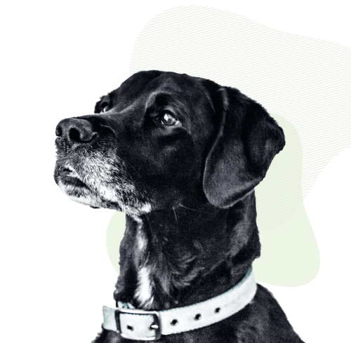 Pets at home sales probiotics